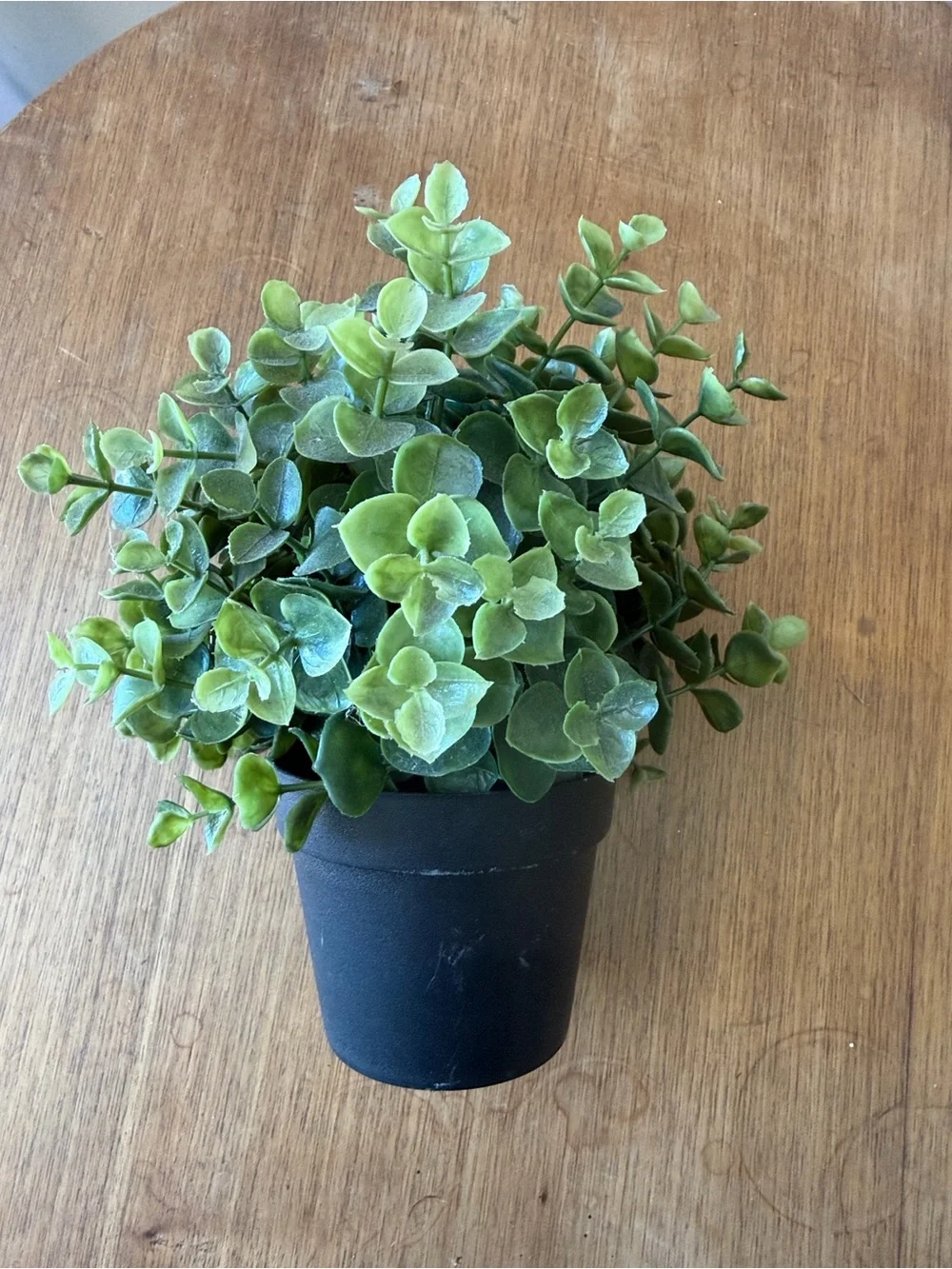 IKEA Green Faux Eucalyptus in Black Pot